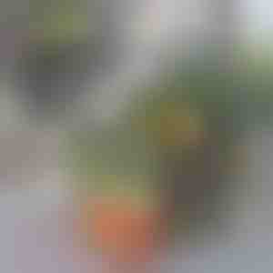 Kühlschrank-Organizer-Box | FRESHDISH