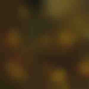 Weihnachtsbaumbeleuchtung | IZIGLOW