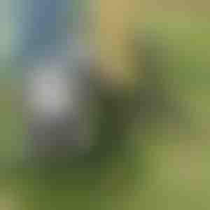 Unkrautzieher-Werkzeug | ROOTNIK