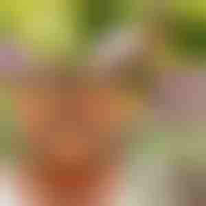 Höhenverstellbare Blumentöpfe (3x Stück) | PLANTUP