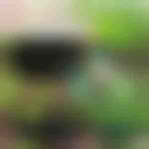 Umweltfreundlicher Garten für Ihre Pflanzen | PLANTIE