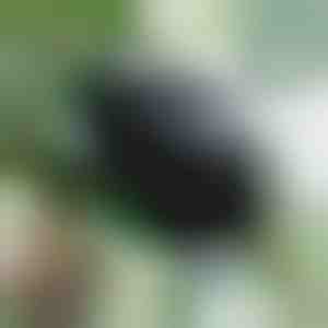 Vermehrungskasten für gesunde Wurzeln (5 Stück) | ROOTY