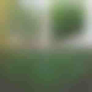 Dekorativer und praktischer Zaun für Terrasse und Garten | GREENFENCE