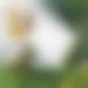 Mehrkopf-Schlauchberegnung | SPRAYMASTER