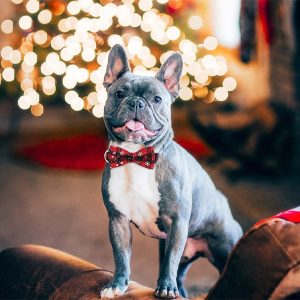 Festliche Schneeflocke Hundehalsband | DOGICOLLAR