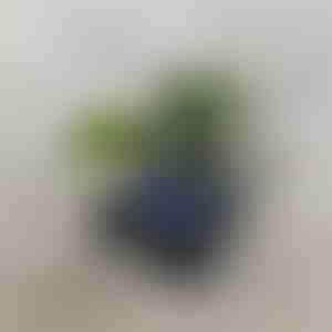 Retro-Bluetooth-Lautsprecher mit Ozeanwellenprojektor (14 x 15 cm) | VIVAPLAY